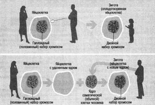Схема рождения человека обычным путем (вверху) и путем клонирования (внизу)